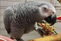Ръчно хранене на папагали - 29853 награди | Parrots Paradise Ръчно хранене на папагали - 20000 награди